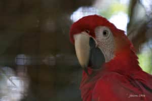 belize-zoo-2011-10-07-13-07-02