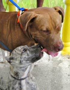 puppy-licking-big-dog