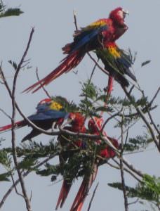 scarlet-macaws