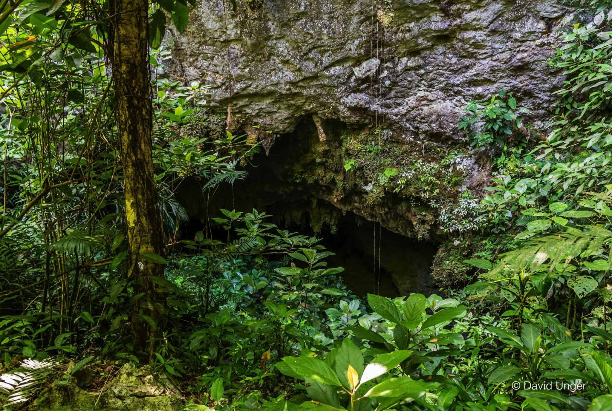 Entrance to St Herman's Cave seen through the jungle