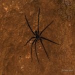 spider on wall in cave in Belize