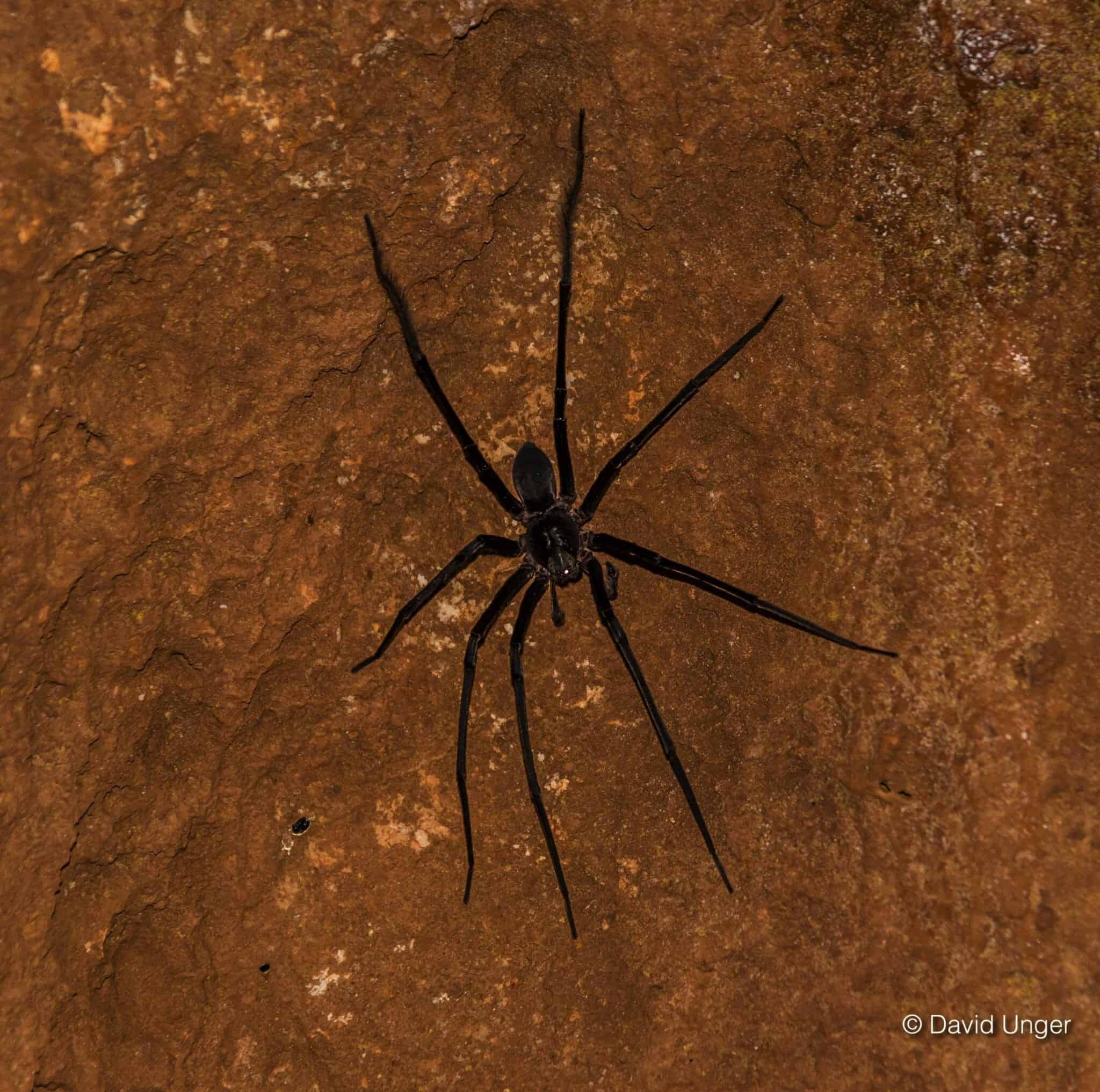 spider on wall in cave in Belize