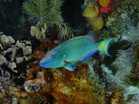 Parrotfish seen at night on Belize barrier reef