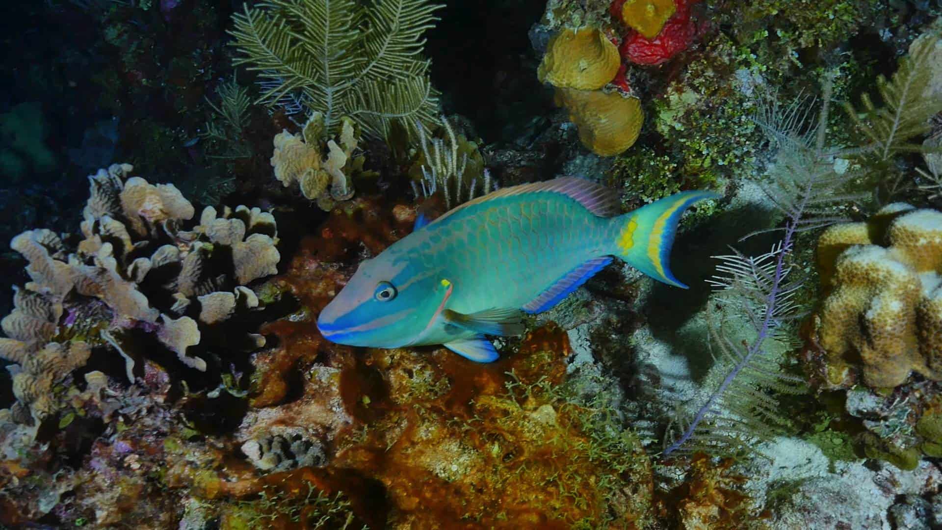 Parrotfish seen at night on Belize barrier reef