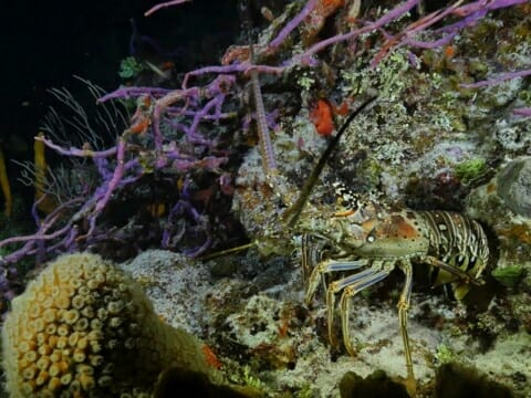 Spiny Lobster at night on colorful reef in Belize