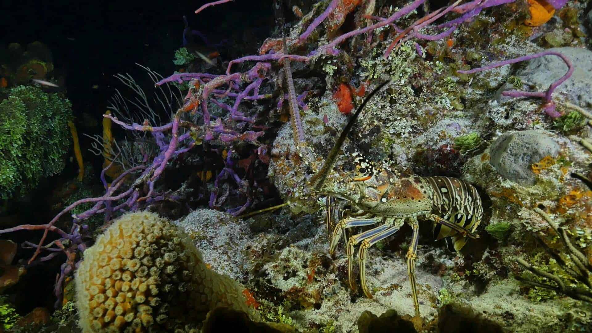 Spiny Lobster at night on colorful reef in Belize