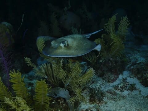 Southern sting ray hunts in the dark on night dive in Belize