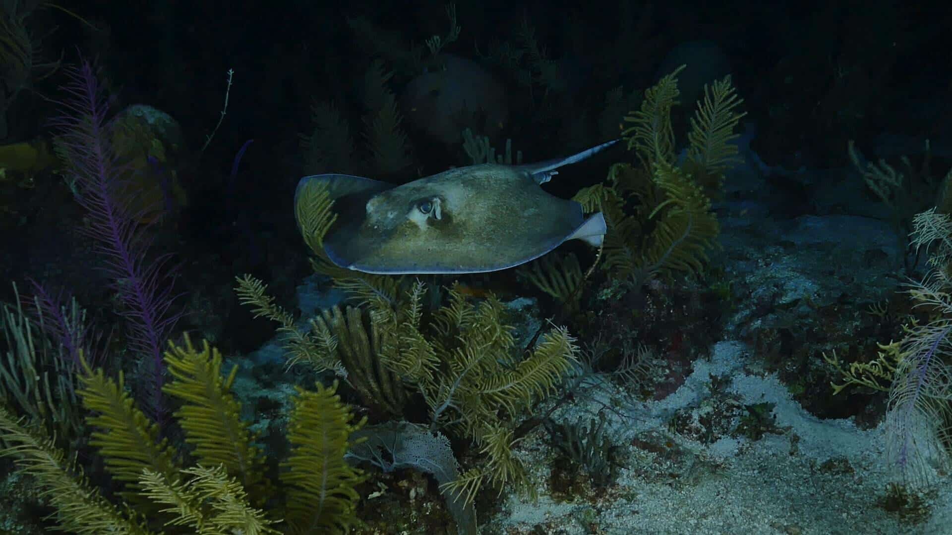 Southern sting ray hunts in the dark on night dive in Belize