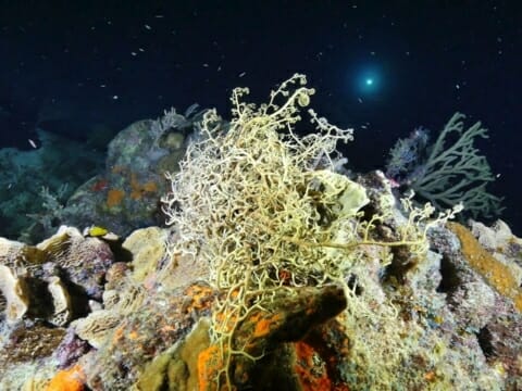 Corals and small fish seen on night dive on Belize Barrier reef