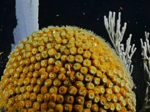 Even at night the Belize Barrier reef can be colorful