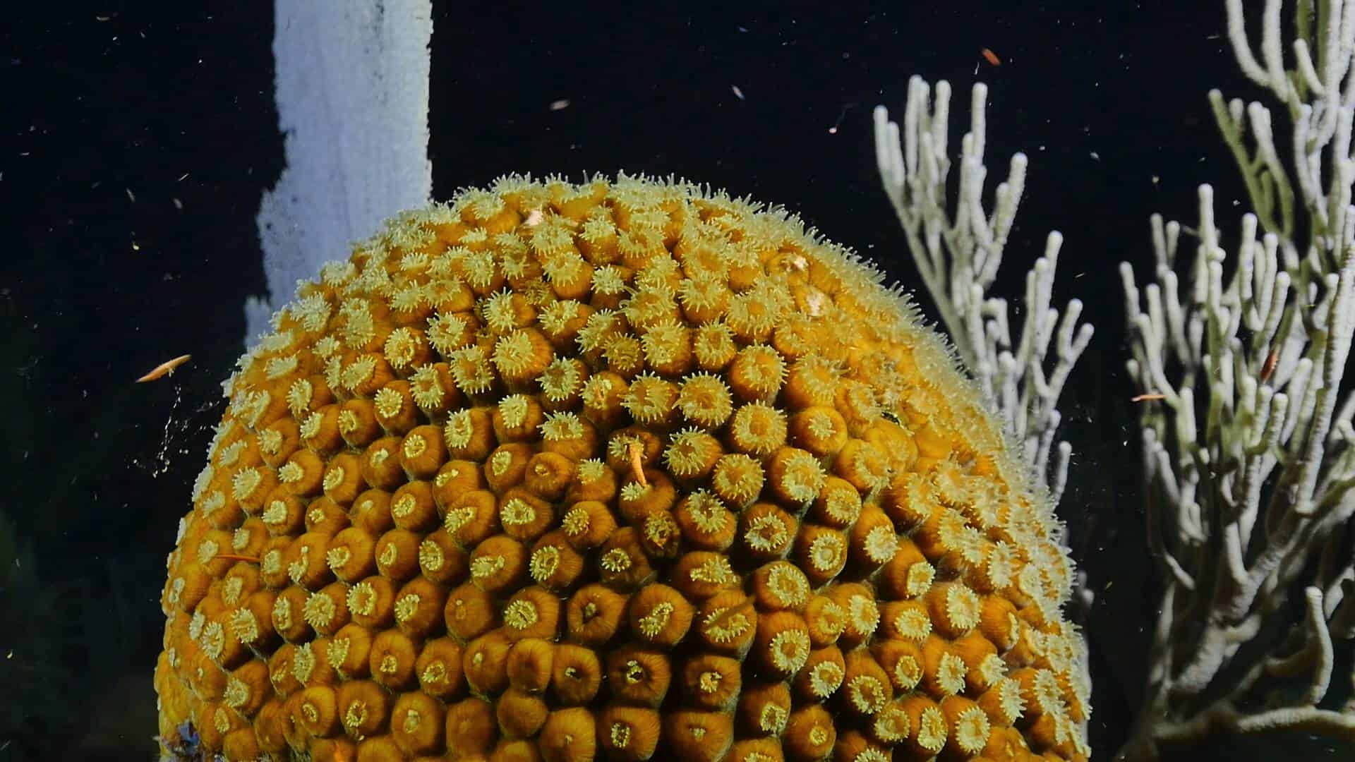 belize-reef-night-dive1