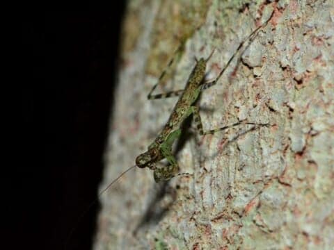 Insect on tree at night