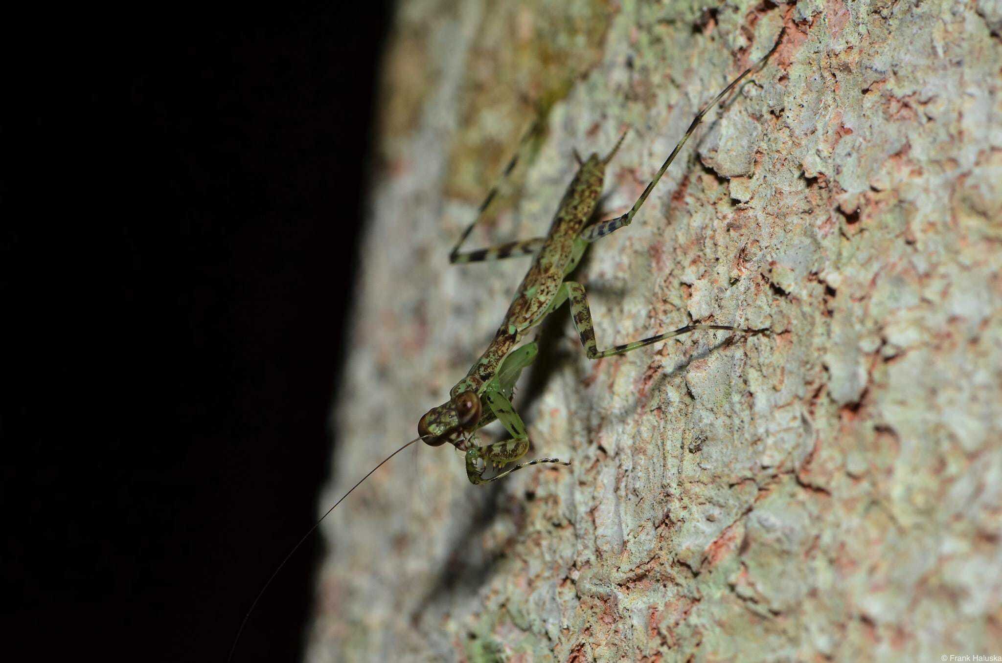 Insect on tree at night