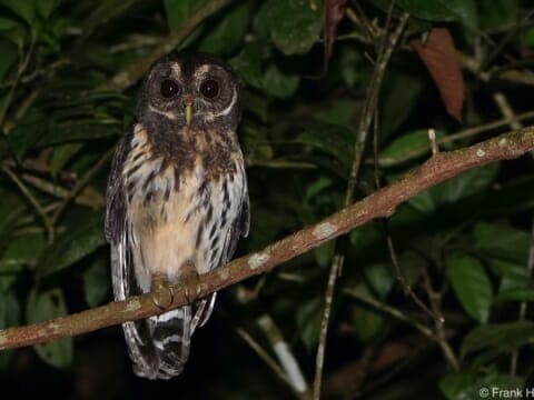 Owl seen on night hike