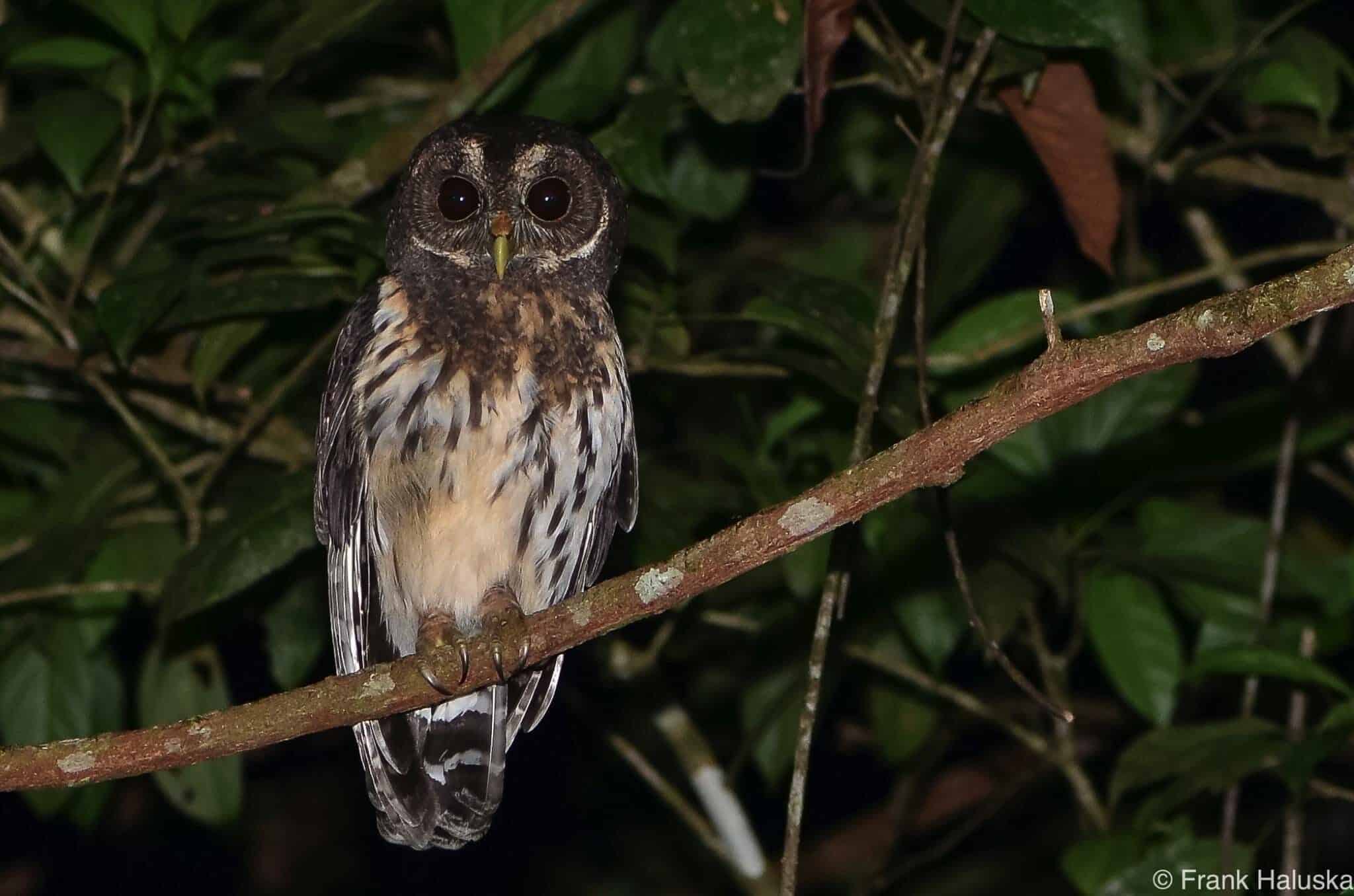 Owl seen on night hike