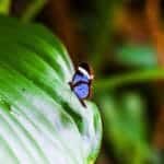 Blue Morpho Butterfly on leaf