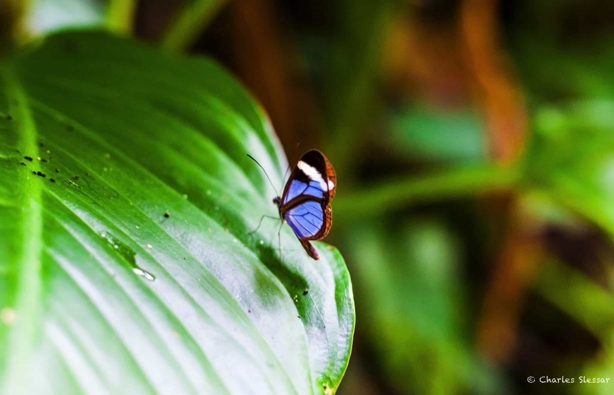 Blue Morpho Butterfly on leaf