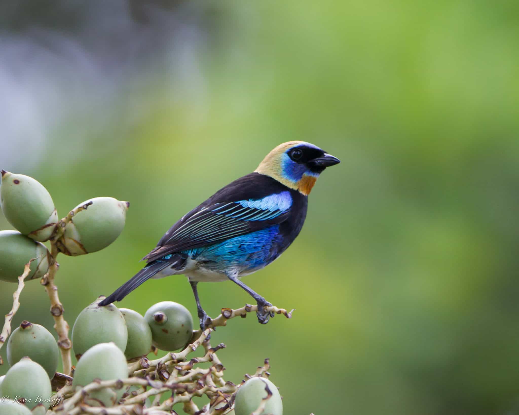 bird watching tours belize