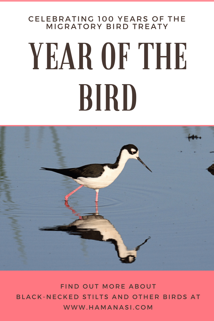 Year of the Bird-Black-necked Stilts