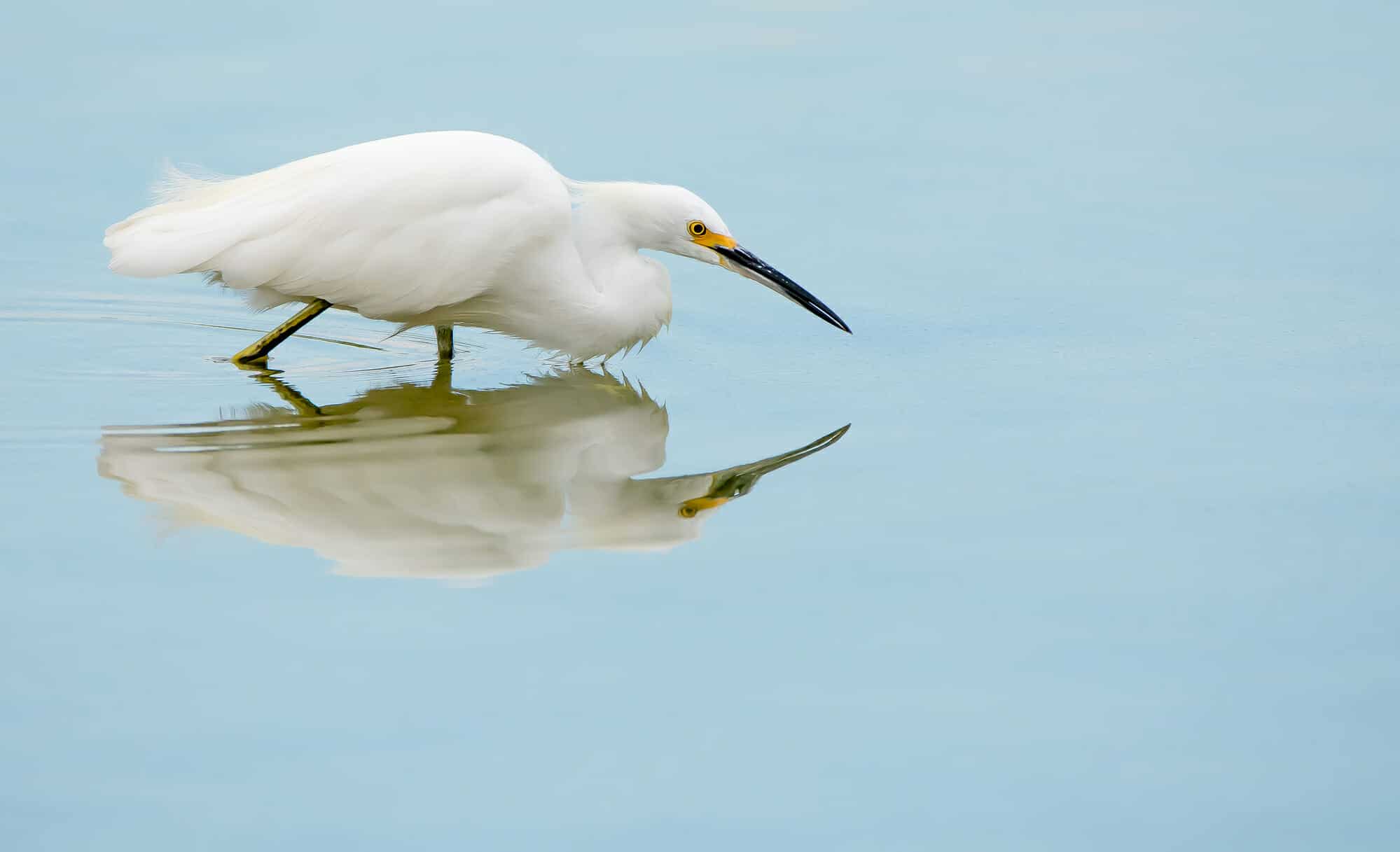 Year of the Bird -- Meet the Snowy Egret  Hamanasi Adventure & Dive  Resort, Belize