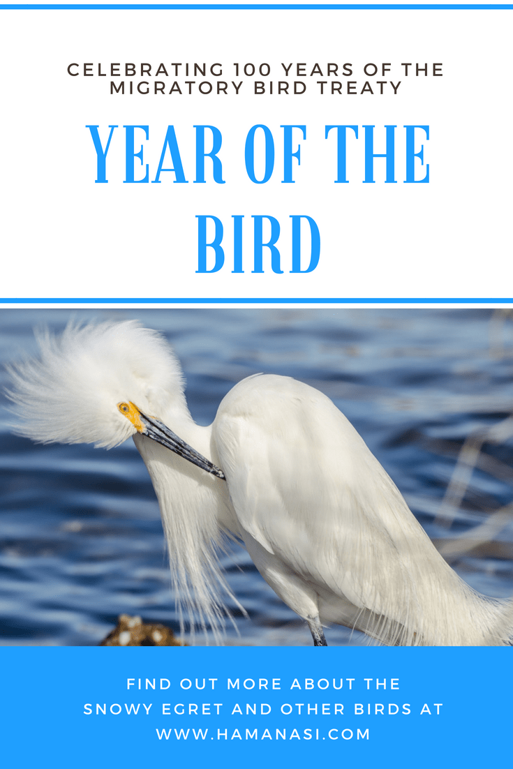 Year of the Bird-Snowy Egret