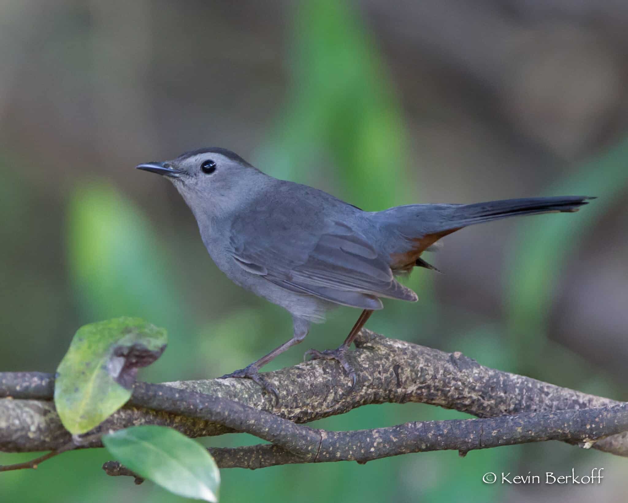 Gray-Catbird.jpg