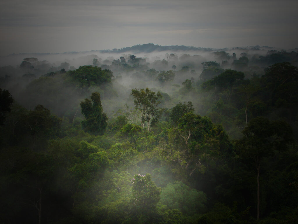 Cockscomb forest