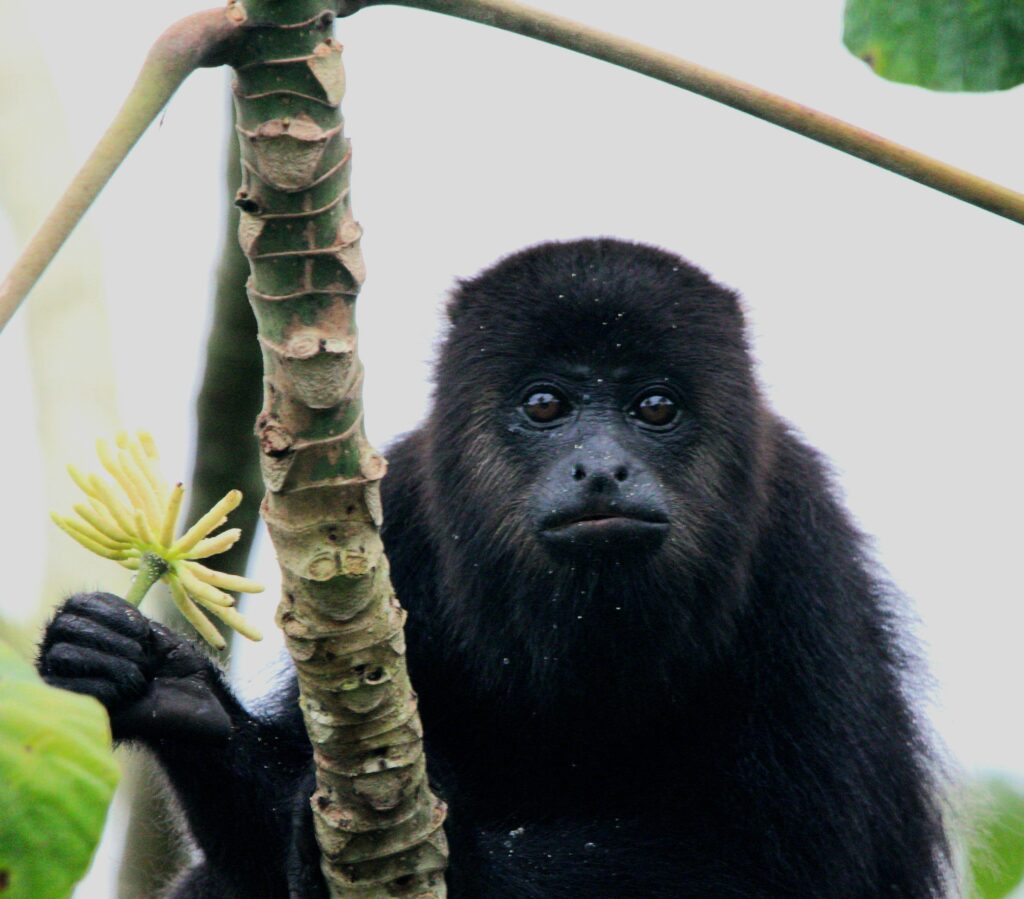 Howler Monkey