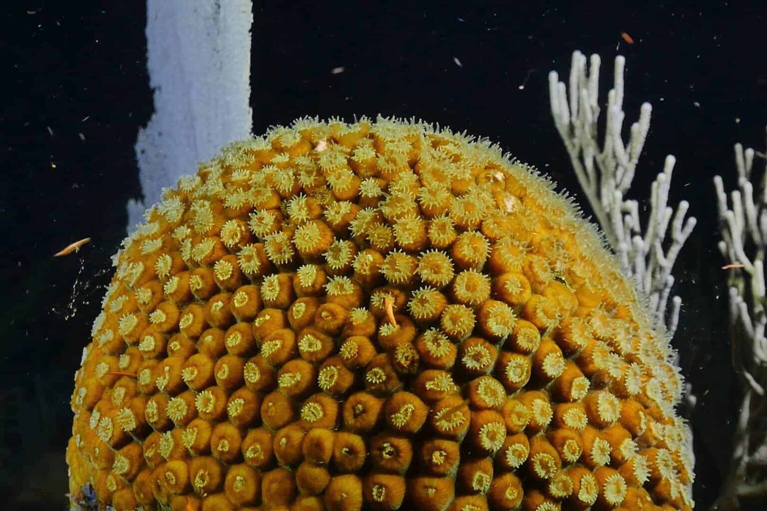 belize-reef-night-dive-crop