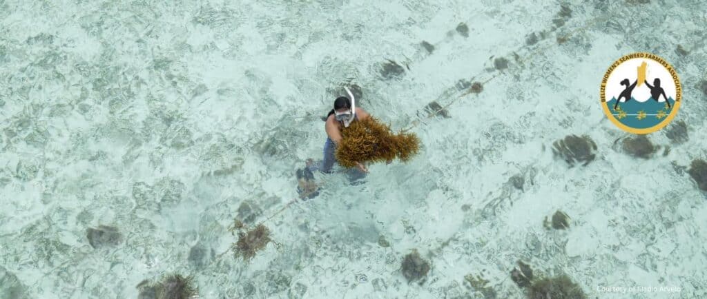 Belize Women’s Seaweed Farmers Association