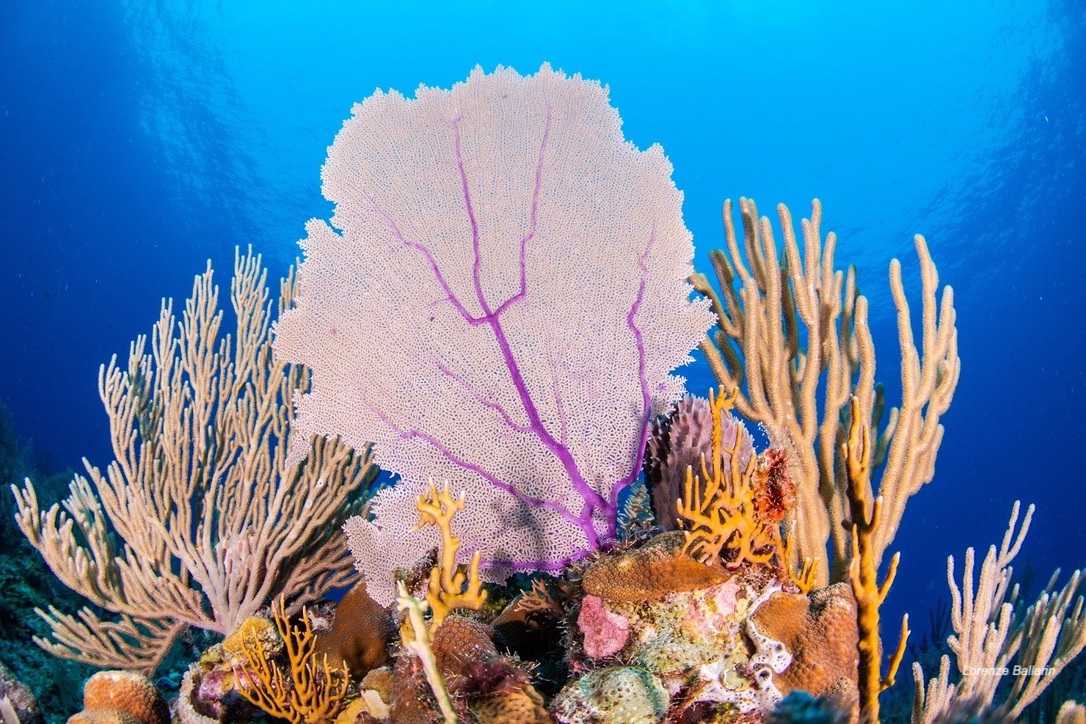 Lorenzo Ballarin reef
